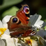 Plant Primroses This Month to Save Butterflies and Bees, Urges Gardening Expert