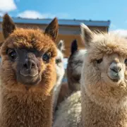 Police Issue Urgent Warning After Dogs Maul Four Alpacas to Death on Farm