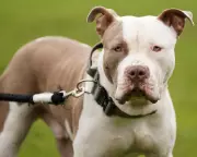 Police Kennelling Costs Soar 774% After XL Bully Ban in England and Wales