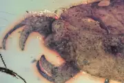 Prehistoric Bug with Crab-Like Claws Named After K-Pop Group Stray Kids