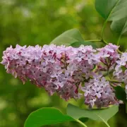 Prune Lilacs Now for Stunning Blooms Next Year, Says Joe Swift
