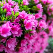 Prune Rhododendrons After Flowering for Bigger Blooms Next Year