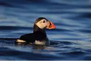 Puffin Population Soars to Record High on Remote Welsh Island