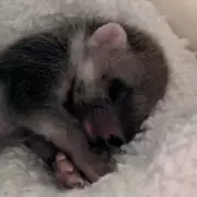 Rare Pine Marten Kit Rescued After Being Mistaken for Fox Cub