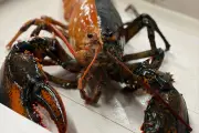 Rare Two-Toned Lobster Saved from Pot Becomes Aquarium Star