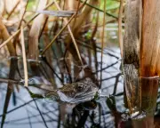 Readers Rally Against Paving Over Gardens for a Return to Wild Nature