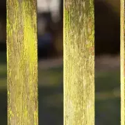 Remove Green Algae from Garden Fences with 57p White Vinegar Solution