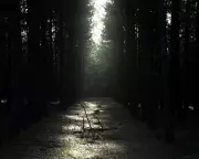Rendlesham Forest UFO Incident: The Perfect Storm of a UFO Case
