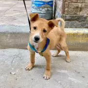 Rescued Baladi Puppy Seeks Loving UK Home After Street Attack