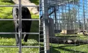 Rescued Black Leopard Onyx Finds Forever Home in California Sanctuary
