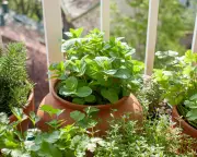 Reviving Wilted Herbs: Creative Culinary Solutions for Past-Their-Prime Greens