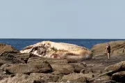 Rotting 25-Tonne Sperm Whale Draws Sharks and Curiosity at Sydney Beach