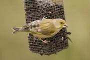 RSPB Urges Seasonal Bird Feeding to Combat Songbird Disease Spread