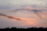 RSPB Warns of Starling and Greenfinch Declines, Urges Bird Feeder Hygiene