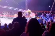 Russian Circus Tiger Leaps Into Crowd After Barrier Collapses, Sparking Chaos