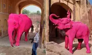 Russian Photographer Faces Death Threats After Pink Elephant Art Project