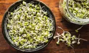 Salmonella Outbreak Linked to Sprout Seeds Sickens 50 Across Europe