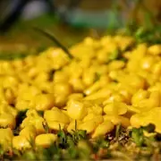 Scatter Leftover Sweetcorn in Your Garden to Help Wildlife This Spring