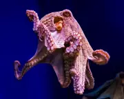 Scientific Inquiry Questions the Need for Amputee Octopuses in Research