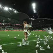 Seagulls Invade A-League Match, Causing Chaotic Football Interruption