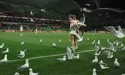 Seagulls Steal Show at A-League Match in Melbourne's AAMI Park