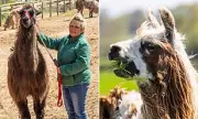Seven Llamas Culled in TB Outbreak, 27 in Isolation at Gloucestershire Farm