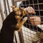 Shelter Lets Dogs Choose Their Owners After Viral AI Videos Spark Real-Life Test