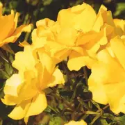 Simple April Task Guarantees Bigger Rose Blooms Every Summer