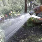 Simple Watering Schedule in Spring Can Protect Your Garden from Slugs