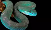 Snake Escape Puzzle: Can You Outsmart a Reptile?