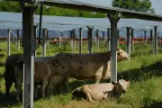 Solar Ranch in Tennessee Tests Cattle Grazing Under Panels