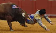Spanish Matador Morante de la Puebla Suffers Severe Rectal Injury in Bull Goring
