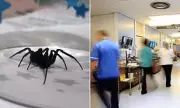 Spider Bite Hospital Admissions Double in England Amid False Widow Surge