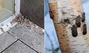 Spotted Lanternfly Invasion: 2026 Could Be Worse, Experts Warn