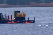 Stranded Humpback Whale Timmy's Final Days Livestreamed as Rescue Fails