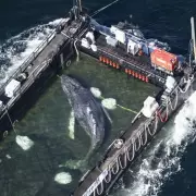 Stranded Whale Timmy Ferried to North Sea in Daring Rescue Operation