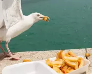 Study Reveals Painting Eyes on Takeaway Boxes Deters Gull Chip Theft