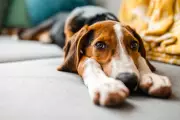 Subtle Canine Pain Indicators: Owners Often Miss Key Signs, Research Reveals
