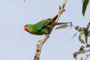 Swift Parrot's Song Silenced: Logging Clears Recorded Habitat in Tasmania