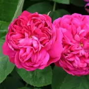 The 11am Watering Rule for Stronger, More Vibrant Roses This Spring