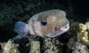 The Dark Frontier: Unlocking the Mysteries of Earth's Deep Sea Realm