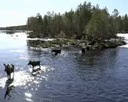 The Great Moose Migration: Inside Sweden's Slow TV Sensation