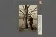 The Lost Giant: How Disease Wiped Out America's Iconic Chestnut Trees