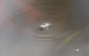 The Simple Pleasure of Watching Whirligig Beetles Dance on Dartmoor