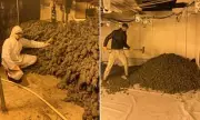 Three Men Jailed for £1M Cannabis Farm in Oldham Industrial Unit