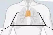 Thymus Gland: The Overlooked Organ That Could Unlock Longer Life
