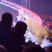 Tiger Leaps into Circus Crowd in Russia, Sparking Safety Probe