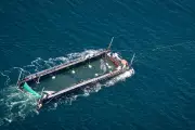Timmy the Humpback Whale Begins Barge Journey Back to North Sea