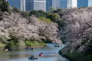 Tokyo Cherry Blossoms and Holy Week Processions: Thursday's Global Highlights
