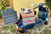 Tougher Pet Passport Rules End EU Loophole for British Owners